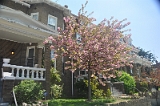 Kwanzan Cherry Tree 2011 04